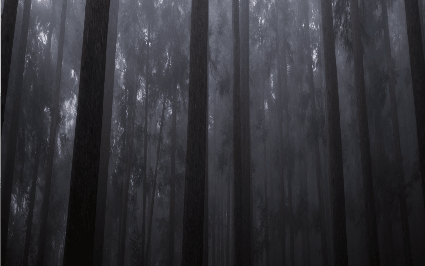 Hida Sangyo: Finding Hidden Treasures in Japan's Cedar Forests - Imprint - imprintspace.com