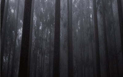 Hida Sangyo: Finding Hidden Treasures in Japan's Cedar Forests